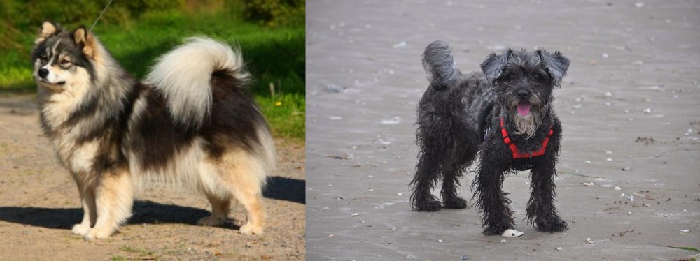 YorkiePoo vs Finnish Lapphund - Breed Comparison