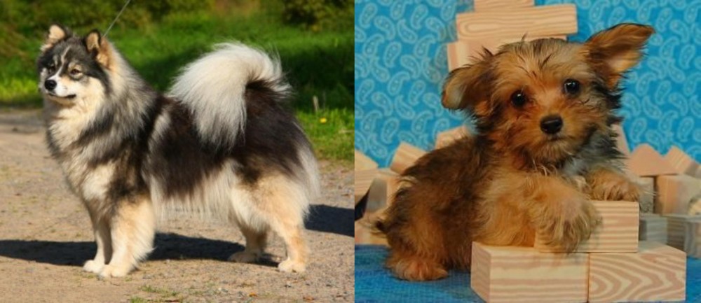 Yorkillon vs Finnish Lapphund - Breed Comparison