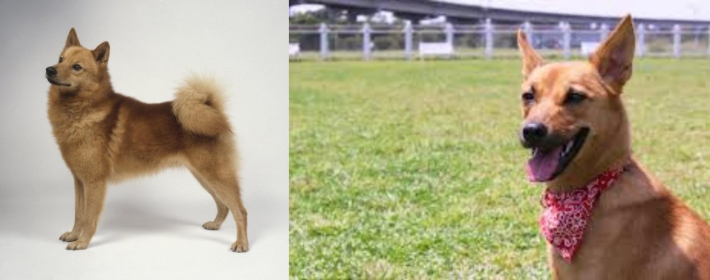 Formosan Mountain Dog vs Finnish Spitz - Breed Comparison