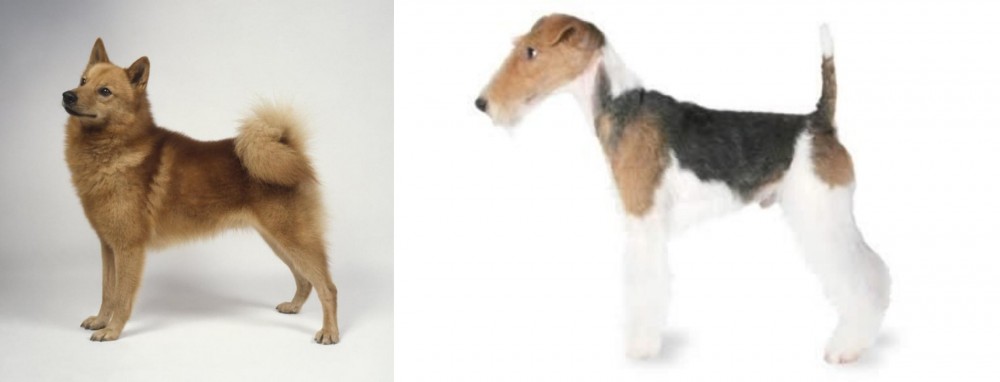 Fox Terrier vs Finnish Spitz - Breed Comparison
