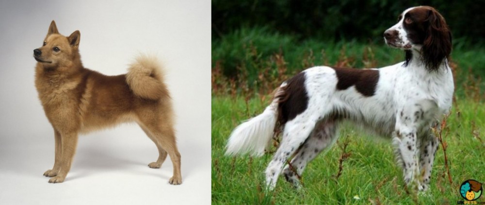 French Spaniel vs Finnish Spitz - Breed Comparison