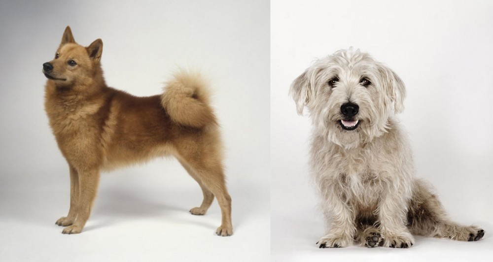 Glen of Imaal Terrier vs Finnish Spitz - Breed Comparison
