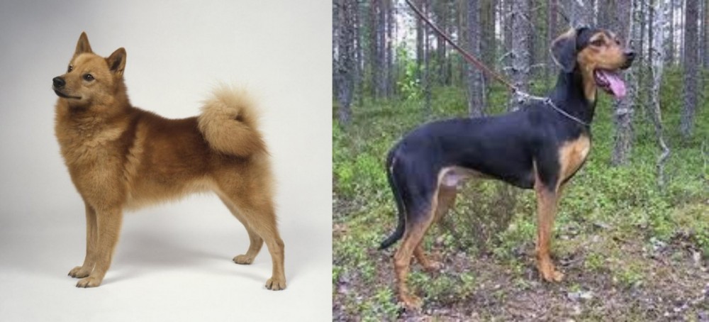 Greek Harehound vs Finnish Spitz - Breed Comparison