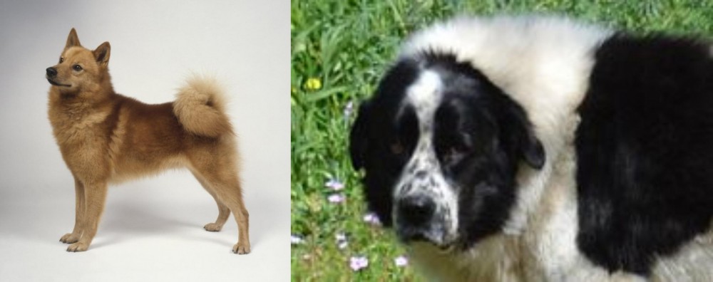 Greek Sheepdog vs Finnish Spitz - Breed Comparison