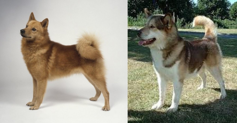 Greenland Dog vs Finnish Spitz - Breed Comparison