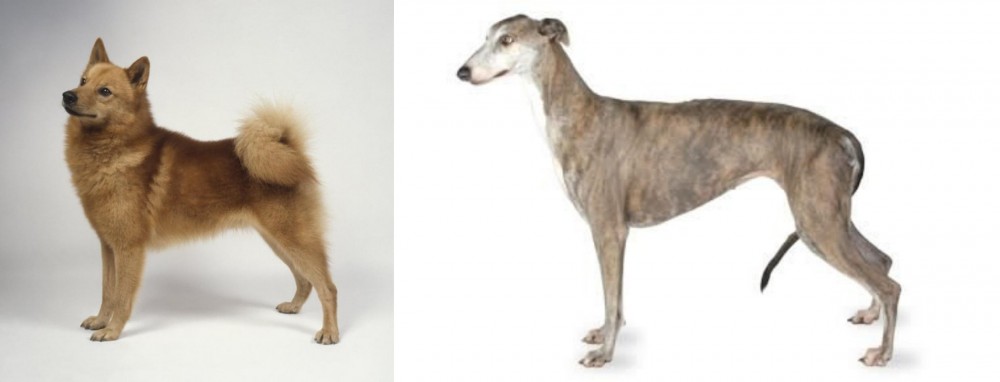 Greyhound vs Finnish Spitz - Breed Comparison