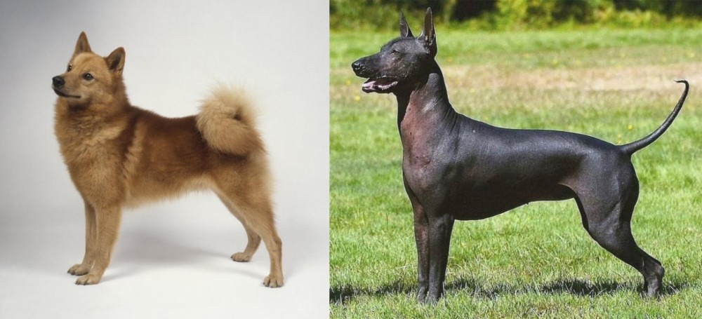 Hairless Khala vs Finnish Spitz - Breed Comparison