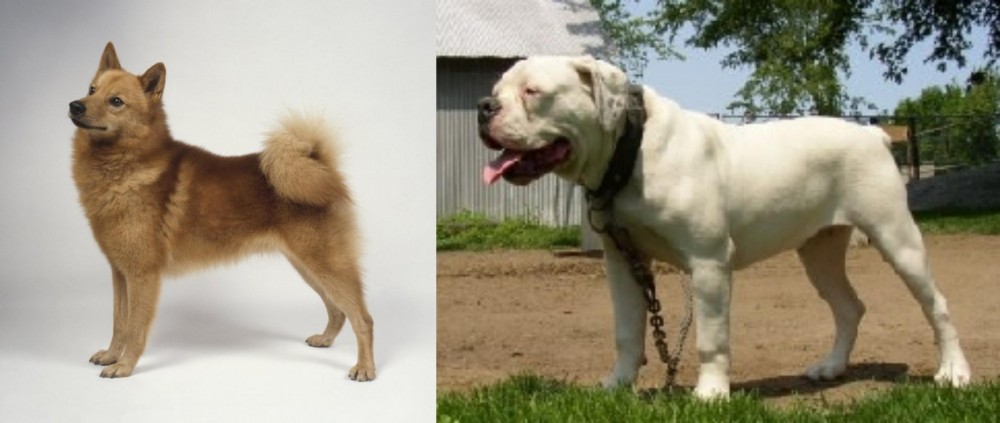 Hermes Bulldogge vs Finnish Spitz - Breed Comparison