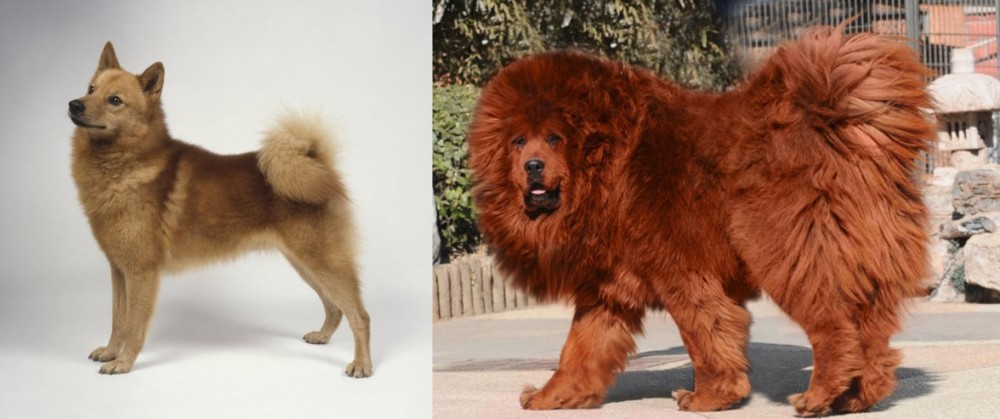 Himalayan Mastiff vs Finnish Spitz - Breed Comparison