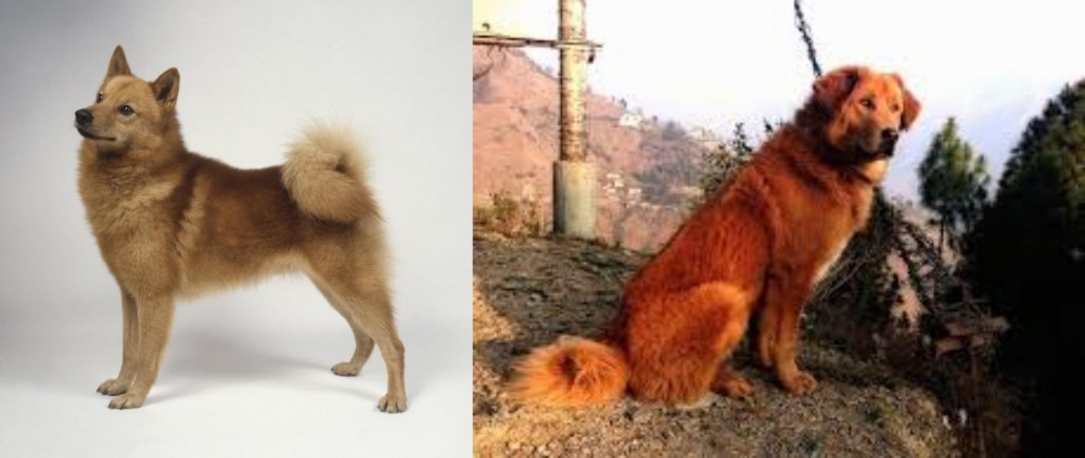Himalayan Sheepdog vs Finnish Spitz - Breed Comparison