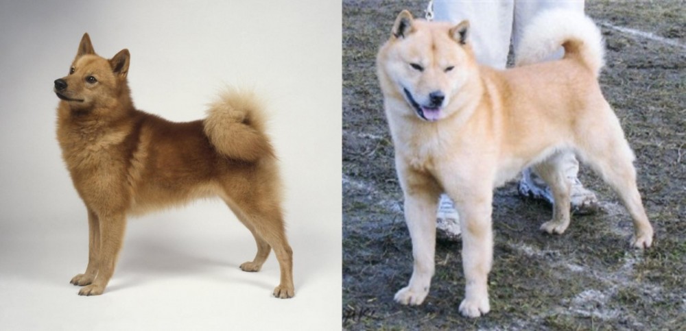 Hokkaido vs Finnish Spitz - Breed Comparison