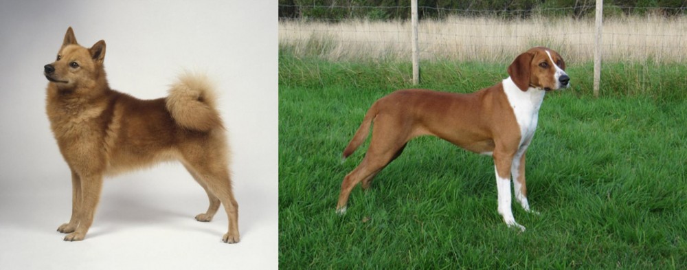 Hygenhund vs Finnish Spitz - Breed Comparison