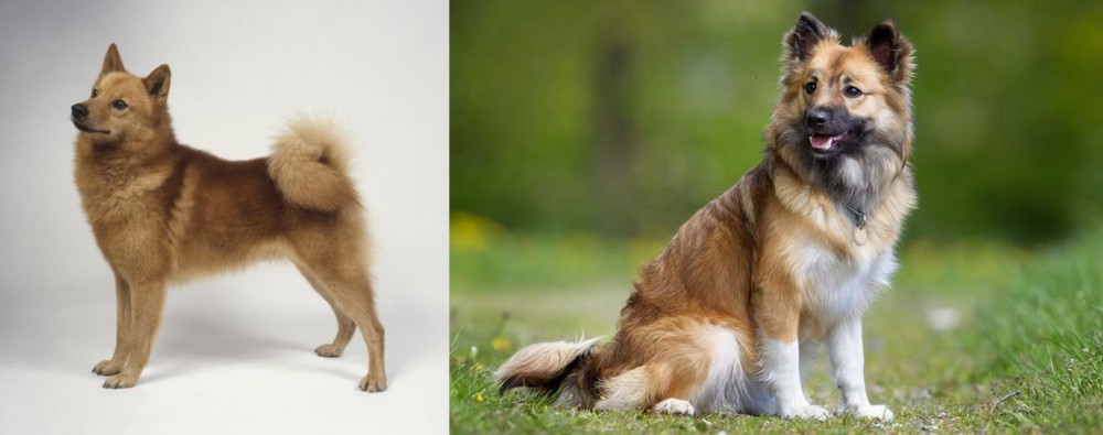 Icelandic Sheepdog vs Finnish Spitz - Breed Comparison