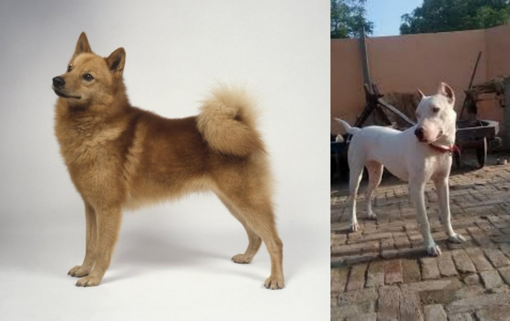 Indian Bull Terrier vs Finnish Spitz - Breed Comparison