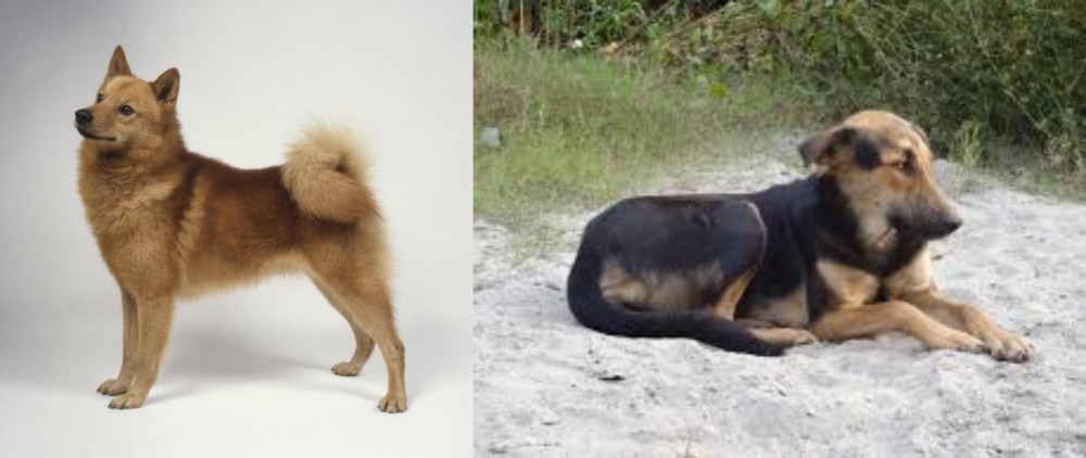 Indian Pariah Dog vs Finnish Spitz - Breed Comparison
