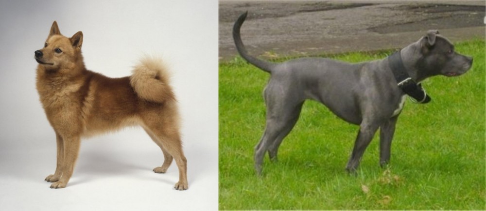 Irish Bull Terrier vs Finnish Spitz - Breed Comparison