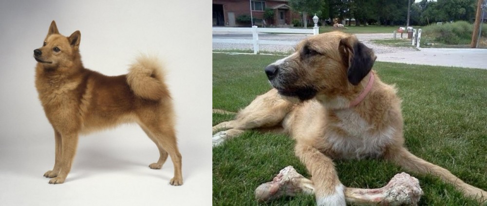 Irish Mastiff Hound vs Finnish Spitz - Breed Comparison