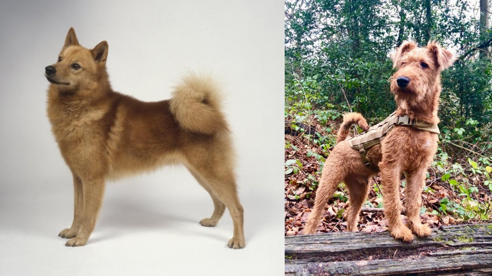 Irish Terrier vs Finnish Spitz - Breed Comparison