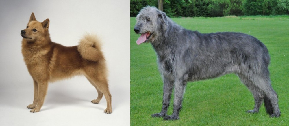Irish Wolfhound vs Finnish Spitz - Breed Comparison