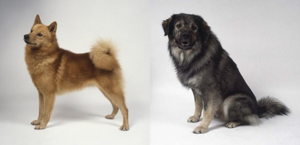 Istrian Sheepdog vs Finnish Spitz - Breed Comparison