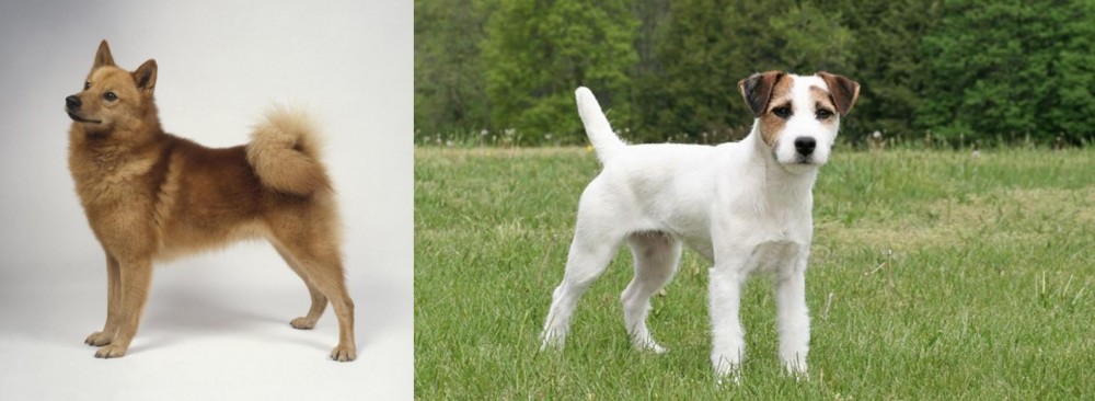 Jack Russell Terrier vs Finnish Spitz - Breed Comparison