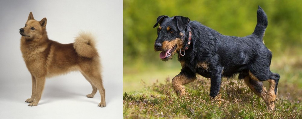 Jagdterrier vs Finnish Spitz - Breed Comparison