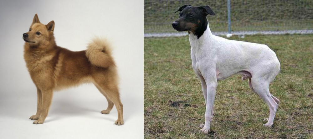 Japanese Terrier vs Finnish Spitz - Breed Comparison
