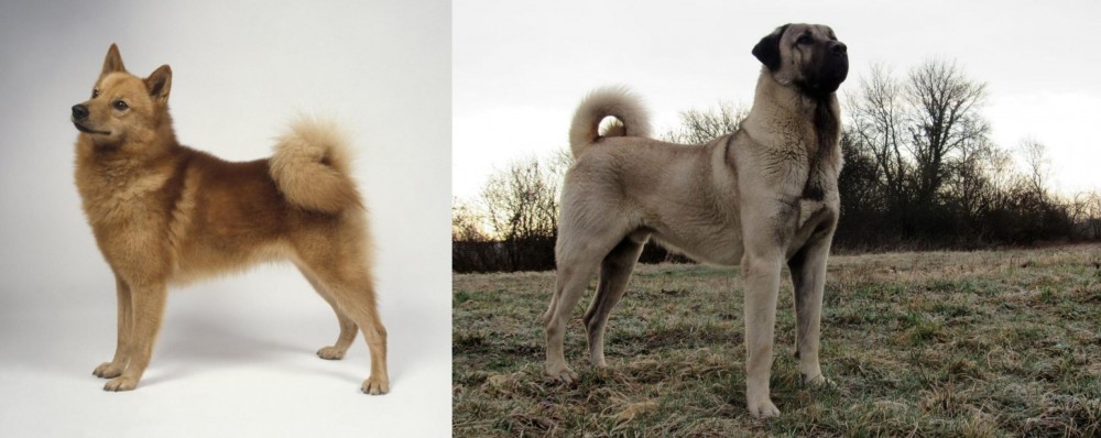 Kangal Dog vs Finnish Spitz - Breed Comparison