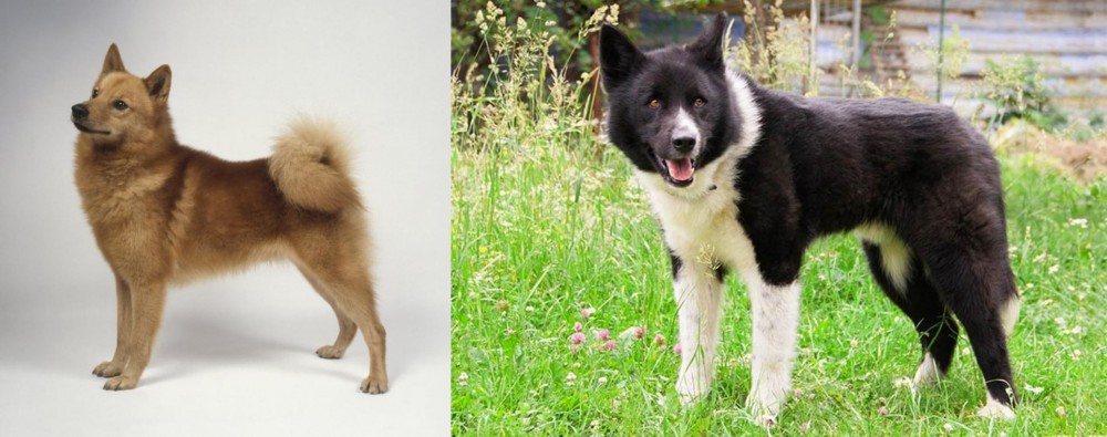 Karelian Bear Dog vs Finnish Spitz - Breed Comparison