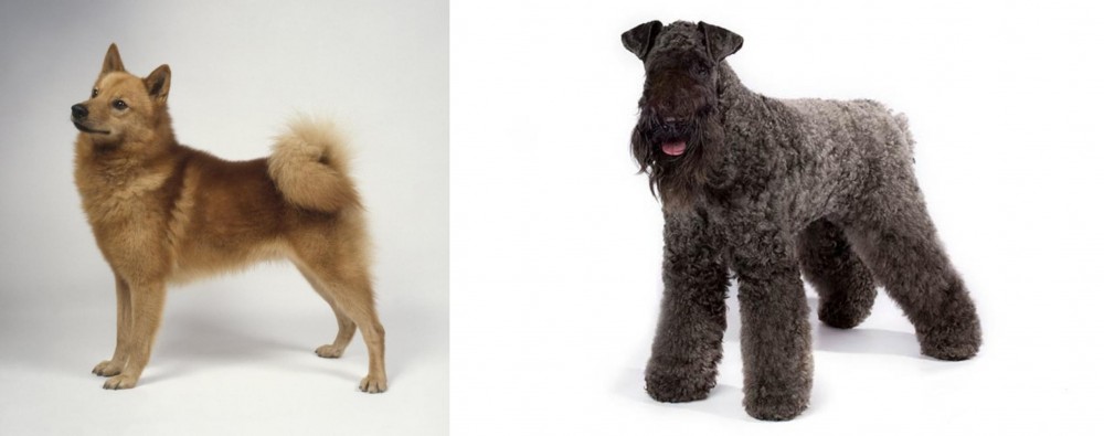 Kerry Blue Terrier vs Finnish Spitz - Breed Comparison