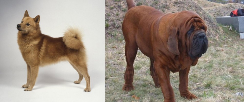 Korean Mastiff vs Finnish Spitz - Breed Comparison