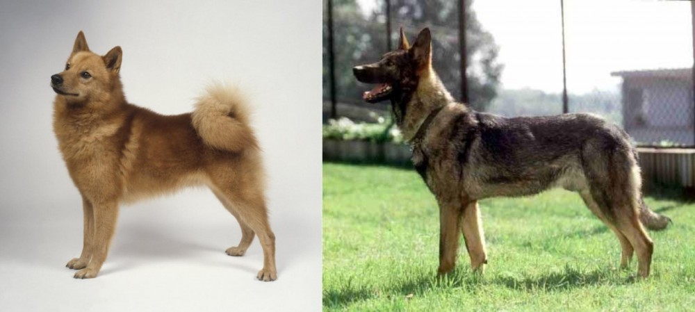 Kunming Dog vs Finnish Spitz - Breed Comparison