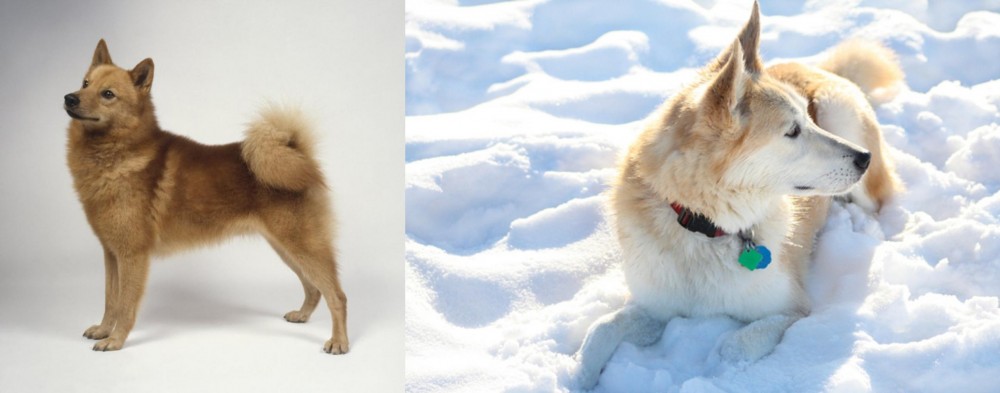 Labrador Husky vs Finnish Spitz - Breed Comparison