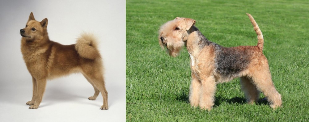 Lakeland Terrier vs Finnish Spitz - Breed Comparison