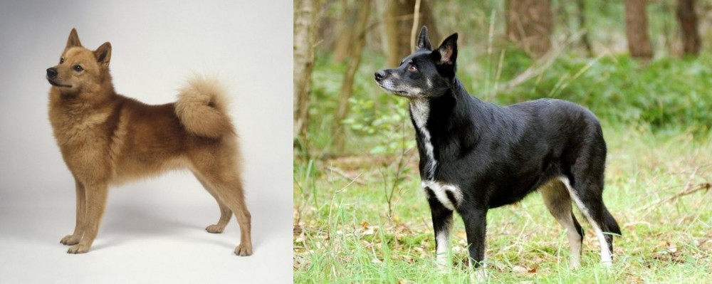 Lapponian Herder vs Finnish Spitz - Breed Comparison