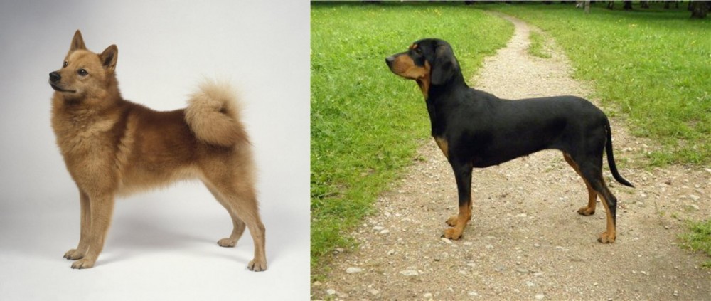 Latvian Hound vs Finnish Spitz - Breed Comparison