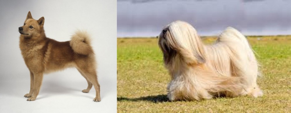 Lhasa Apso vs Finnish Spitz - Breed Comparison