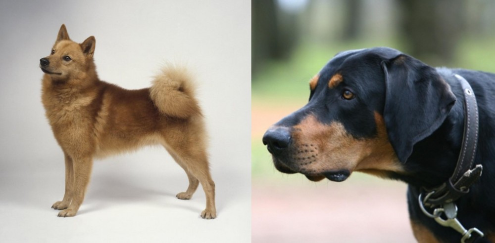 Lithuanian Hound vs Finnish Spitz - Breed Comparison