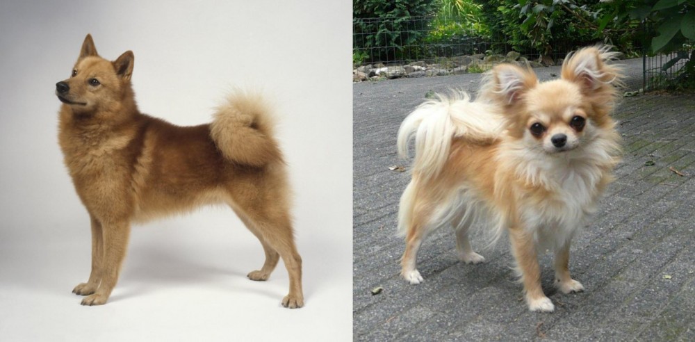 Long Haired Chihuahua vs Finnish Spitz - Breed Comparison
