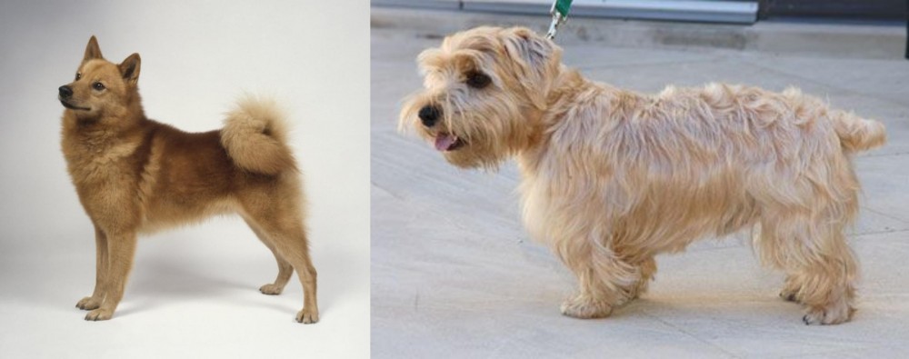 Lucas Terrier vs Finnish Spitz - Breed Comparison
