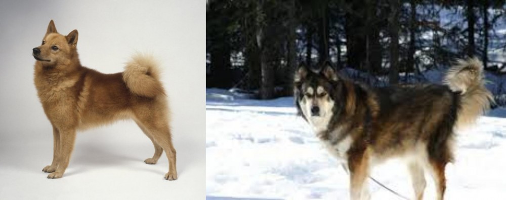 Mackenzie River Husky vs Finnish Spitz - Breed Comparison