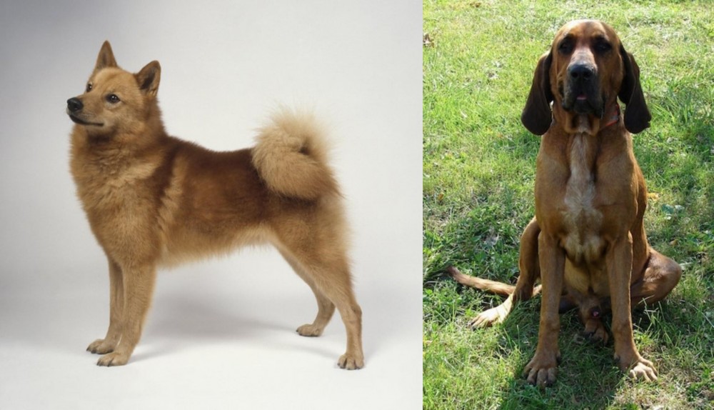 Majestic Tree Hound vs Finnish Spitz - Breed Comparison