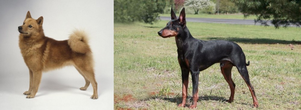 Manchester Terrier vs Finnish Spitz - Breed Comparison