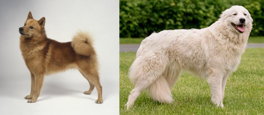 Maremma Sheepdog vs Finnish Spitz - Breed Comparison