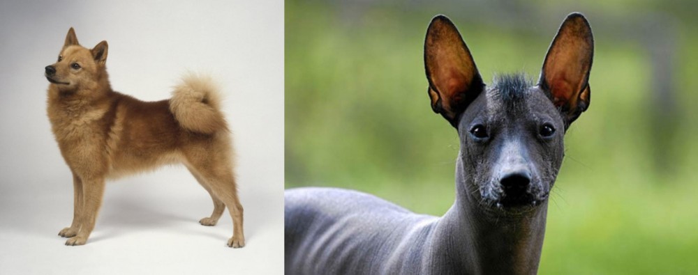 Mexican Hairless vs Finnish Spitz - Breed Comparison