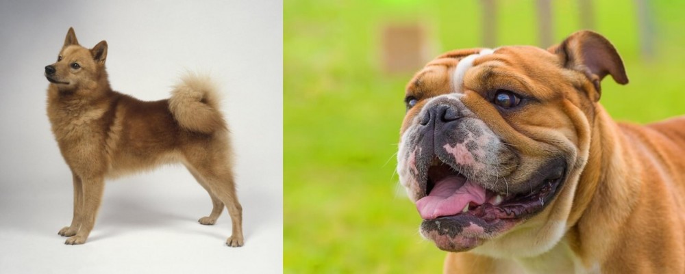 Miniature English Bulldog vs Finnish Spitz - Breed Comparison