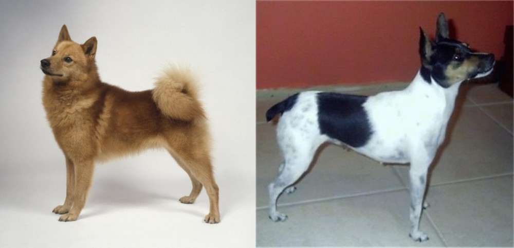 Miniature Fox Terrier vs Finnish Spitz - Breed Comparison