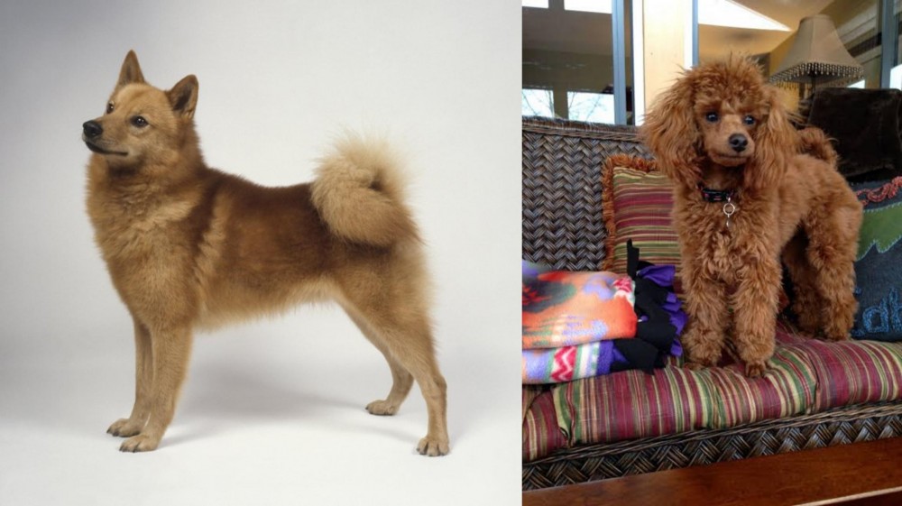 Miniature Poodle vs Finnish Spitz - Breed Comparison