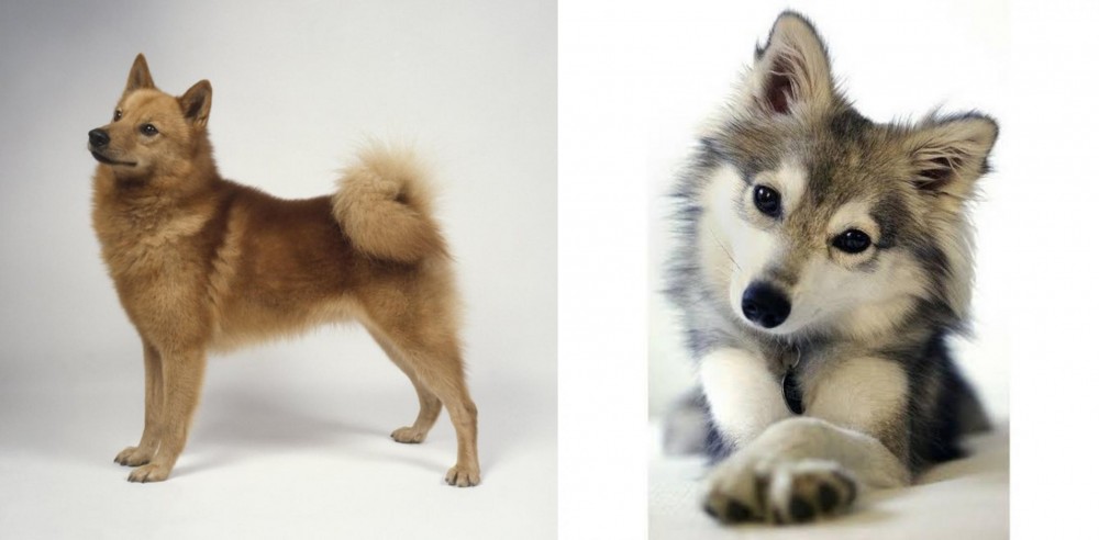 Miniature Siberian Husky vs Finnish Spitz - Breed Comparison