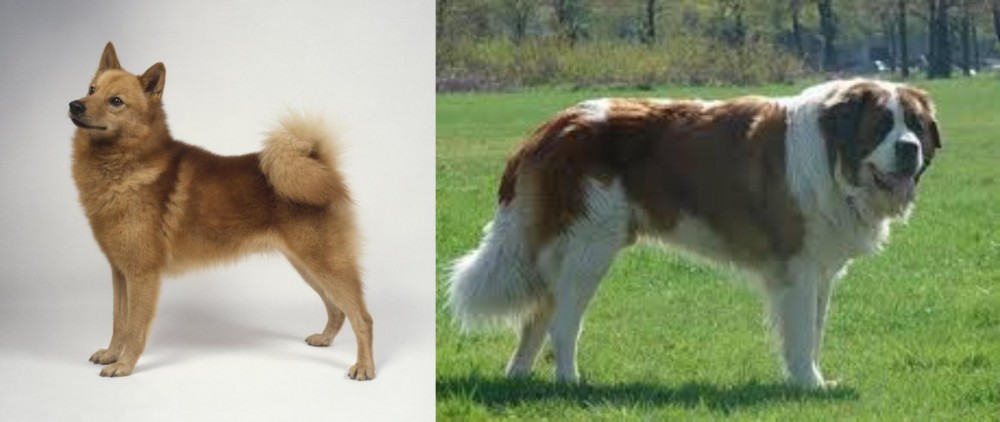 Moscow Watchdog vs Finnish Spitz - Breed Comparison